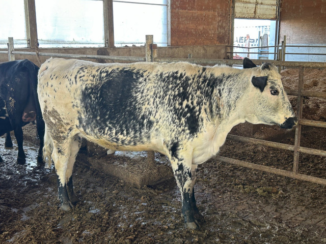 Bred Speckle Park X Heifer in Livestock in Chilliwack