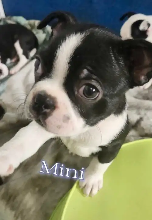 Gorgeous and unique pure breed Boston Terrier puppies for sale. DNA Tested. Only one female left. Re...