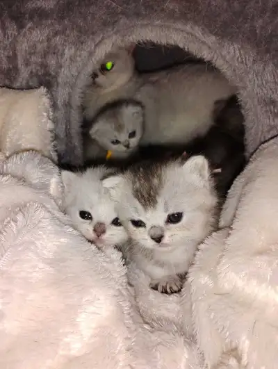 Bébé Munchkin, View more
