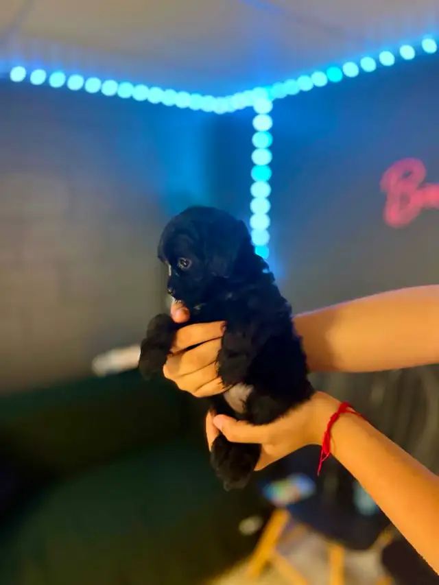 Adorable Female Tiny ✨ Toy ✨ Shihpoo Puppies in Dogs & Puppies for Rehoming in City of Toronto - Image 3