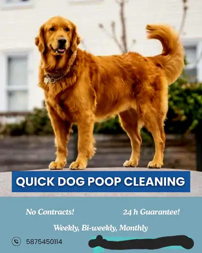 Dog Poop Cleaning , View more