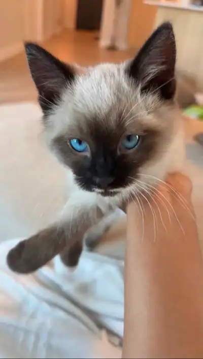 Siamese Kitten for sale, View more