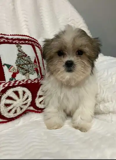 Malshi puppies, View more