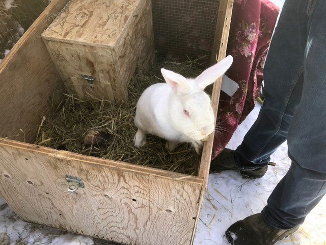 New Zealand bunnies for sale!  dans Autres animaux à adopter  à Grande Prairie - Image 4