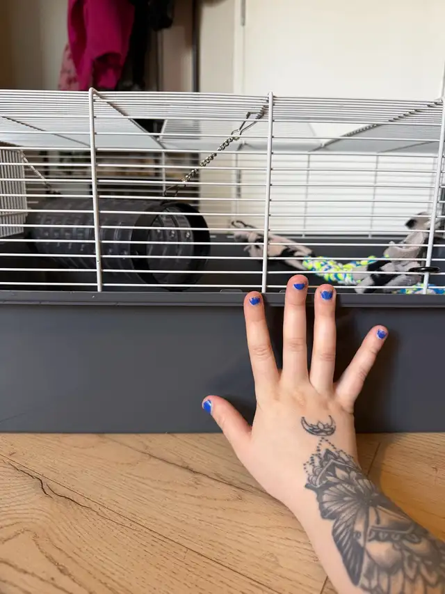 Ensemble cage à rongeurs (équipement complet) in Accessories in St-Georges-de-Beauce - Image 5