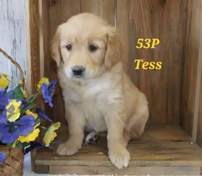 Beautiful Golden Retriever Pups, View more
