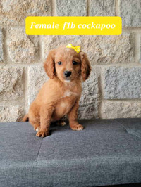 COCKAPOO F1B LOOKING FOR THERE FUREVER HOME