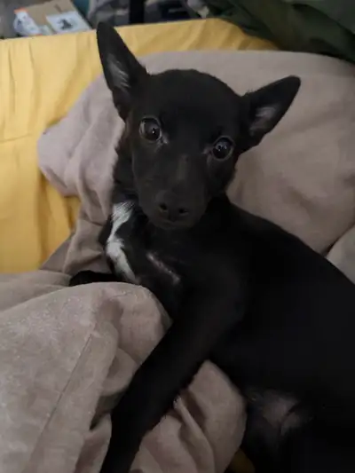 Willing to negotiate price, just want to make sure she goes to a home that has the funds to care for...
