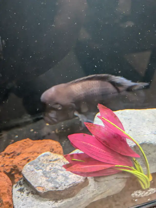 African chilclids in Fish for Rehoming in London - Image 6