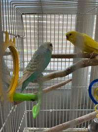 Pair of budgies with cage and everything needed