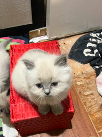 Beautiful Himalayan Bluepoint, one male one female left $600.cat