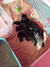 Kittens ready for new home April 25 to a lovely home please call