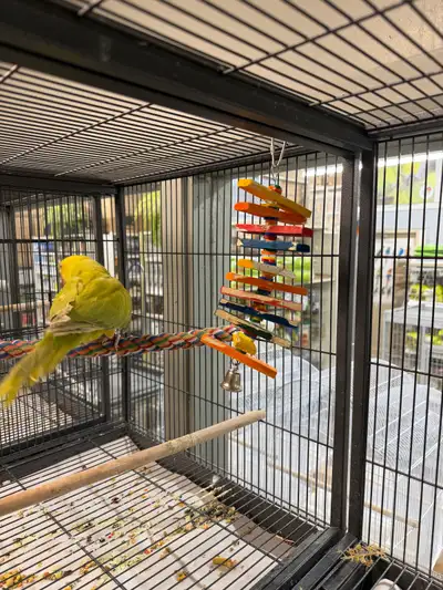 Description: Beautiful Lacewing Green Indian Ringneck Parakeet, female approximately 5 years old. La...