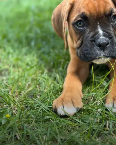 HELLO lovelies I have 6 left ( 9 found homes! ) BEAUTIFUL STOXER 9 WEEK old pups. Dad is purebred Bo...