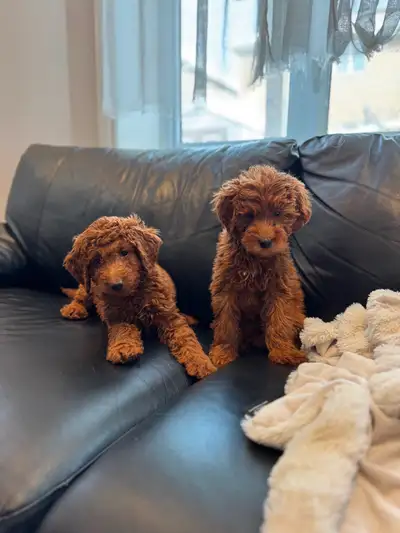 Mini red goldendoodle puppies available UPDATE: one female is available Vaccinated, dewormed and hea...