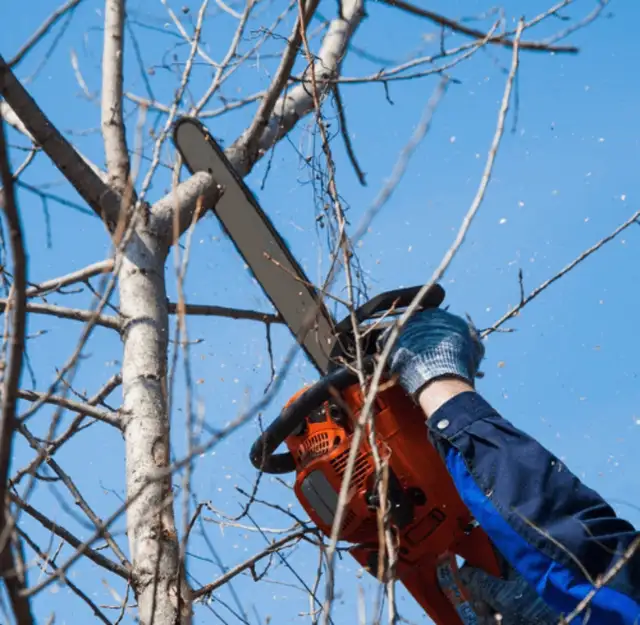  tree cutting