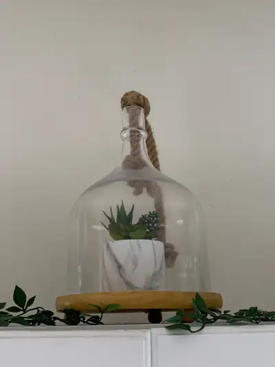 Succulent in glass display 