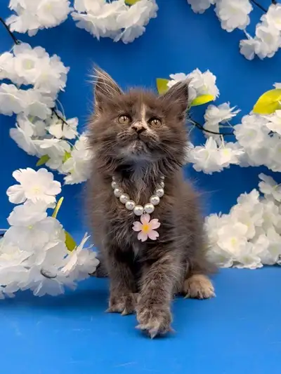 Maine Coon Kitten, View more
