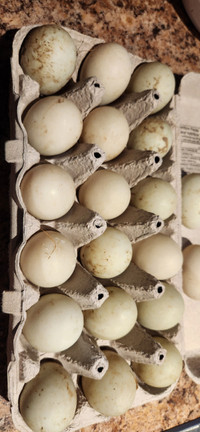 Call Duck Hatching Eggs