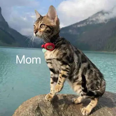 Pure breed Bangle kittens 2 months, View more