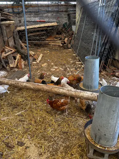 Fall 2025  hens laying, View more