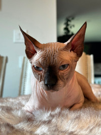 Intact male sphynx