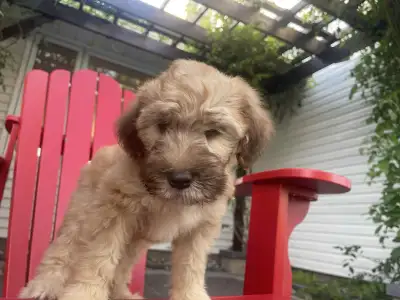 Whoodle puppies for sale, View more