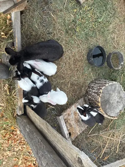bunnies for sale, View more