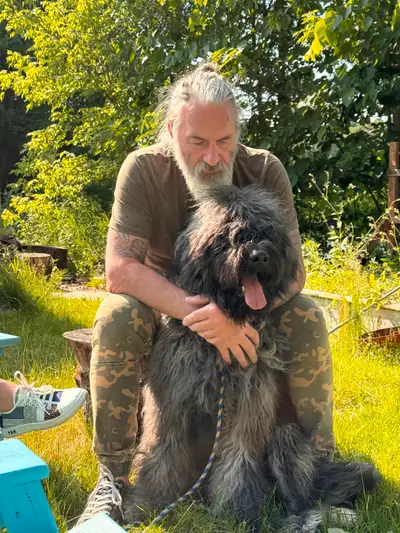 Bouvier des flandres pure race a donner., View more