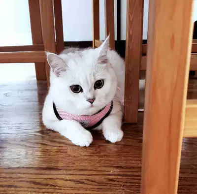 two sweet cats: British short hair boy and Ragdall girl, View more