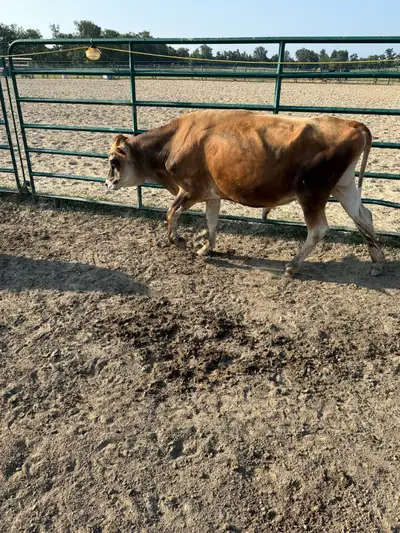 jersey veal bulls, View more