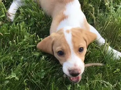 Beagle Puppies! 3 Females Left!, View more