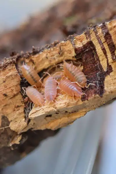 Powder Orange Isopods, View more