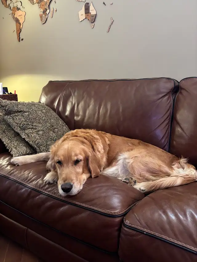 Golden Retriever Pup Waitlist in Dogs & Puppies for Rehoming in Owen Sound - Image 7