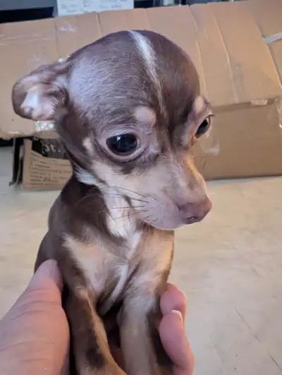 Chihuahua puppy, View more