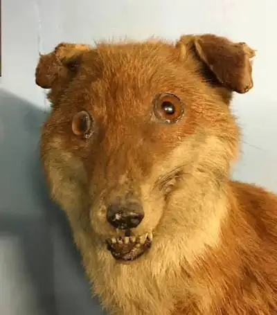 I’m looking for bad taxidermy/conversation pieces. Almost nothing is too bad!