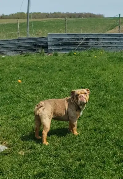 English bulldog/Bulldog anglais, View more