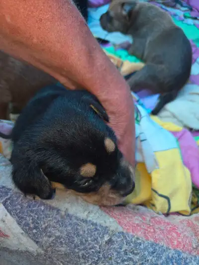 Borbel cross Rottweiler pups, View more