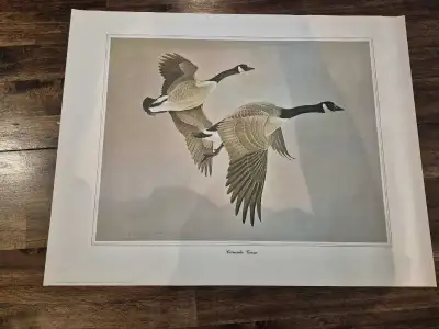 Canada Geese by Glenn Loates Print, View more
