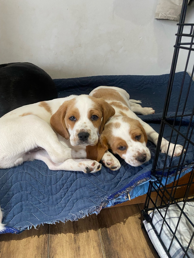 10 Week old pups in Dogs & Puppies for Rehoming in Barrie - Image 4