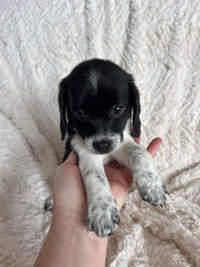 Olde English Pocket Beagle Pup