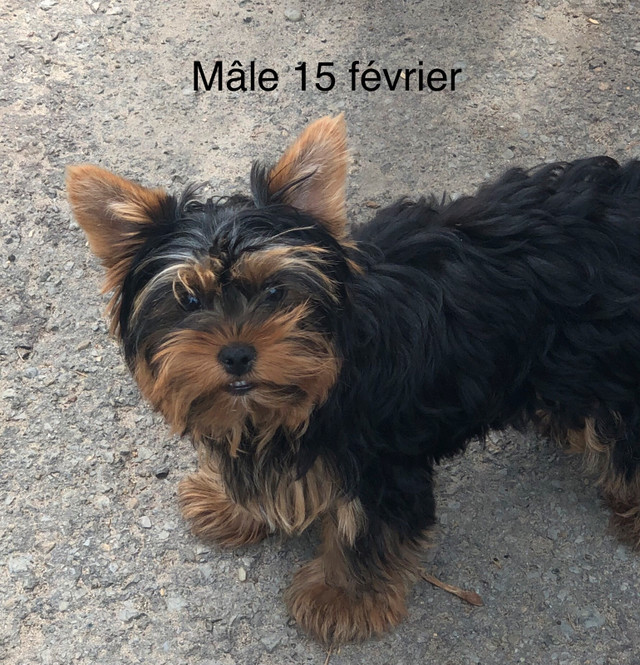 Yorkshire (cherche famille) dans Chiens et chiots à adopter  à Laval/Rive Nord