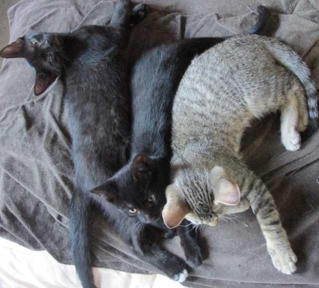 Lovely kittens in Cats & Kittens for Rehoming in Peterborough
