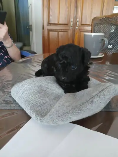 Caniche toy a vendre, View more
