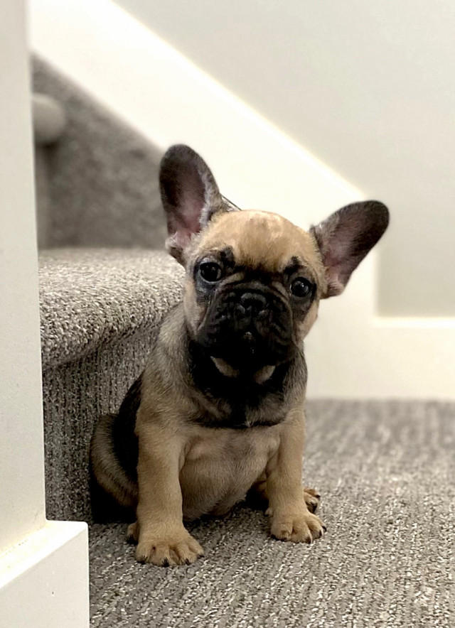 **sold** Quality Female French Bulldog Puppy. in Dogs & Puppies for Rehoming in St. Albert - Image 2