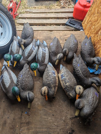 Duck decoys and popup Blind