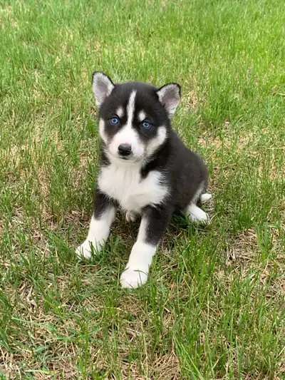 We have 5 cute Pomsky puppies looking for forever homes! Puppies are born April 28th Puppies are out...