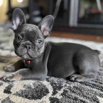 FEMALE FRENCH BULLDOG, View more