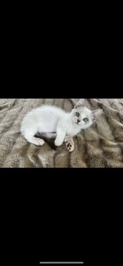 munchkin cat, View more