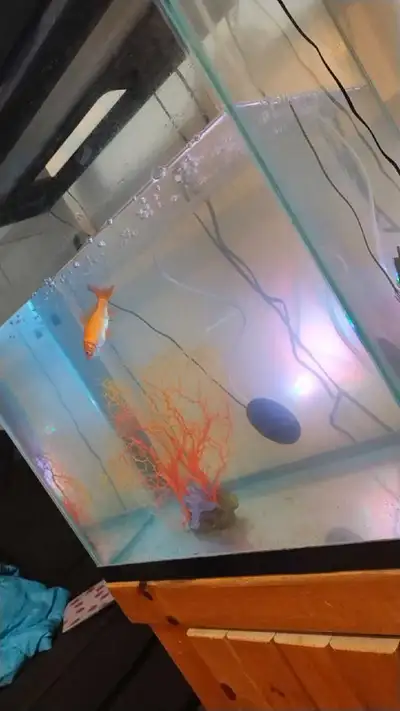 30g fish tank and stand, View more